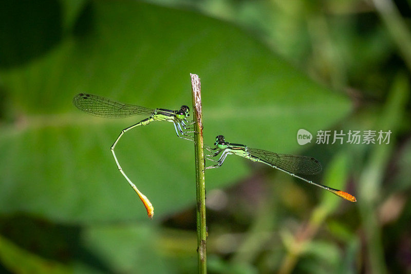 变枝或针状枝，(Agriocnemis femina)，豆娘，钩翅目。